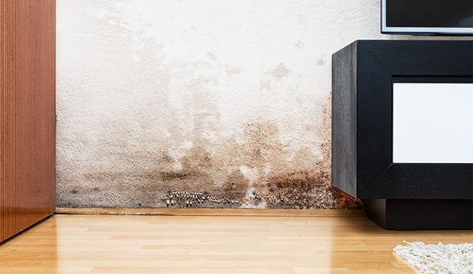 Severely mold damaged wall Severely mold-damaged wall