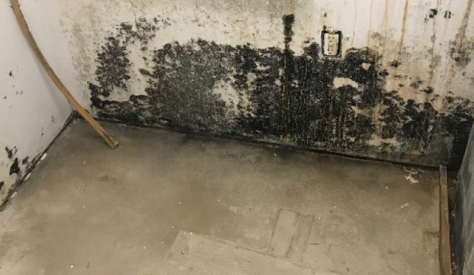 Black mold growth on wall