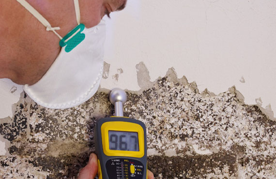 Expert worker inspecting mold on the wall