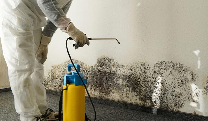 professional worker cleaning mold on the wall