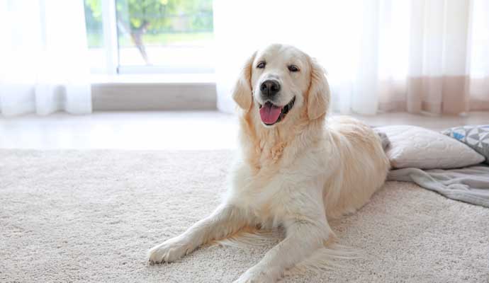 pet dog sitting on the rug