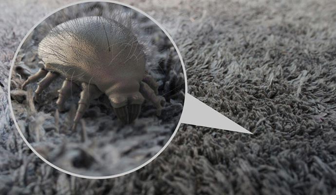 Visual representation of dust mite