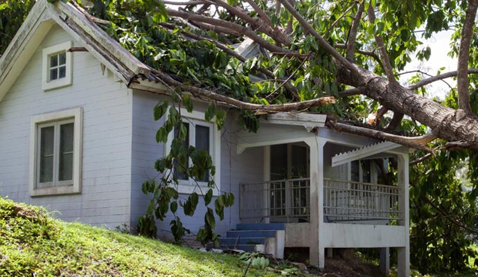 fallen tree over the house