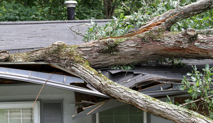 A tree has fallen on a house, damaging the roof