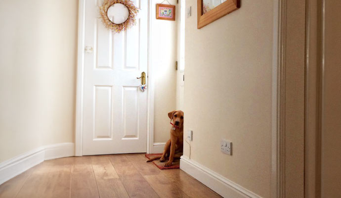 A bright and fresh colored corridor with a pet dog