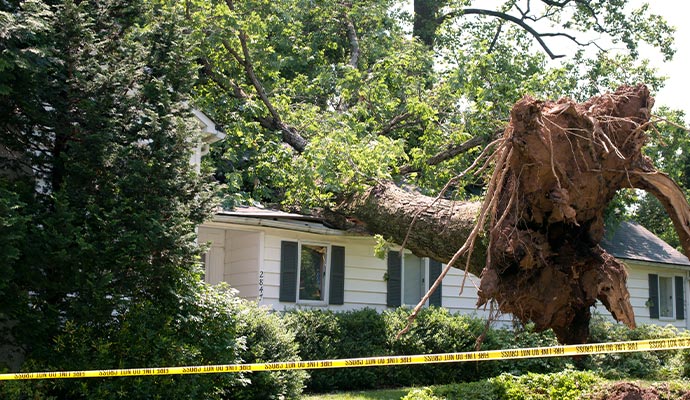 Fallen tree on a house due to strong wind